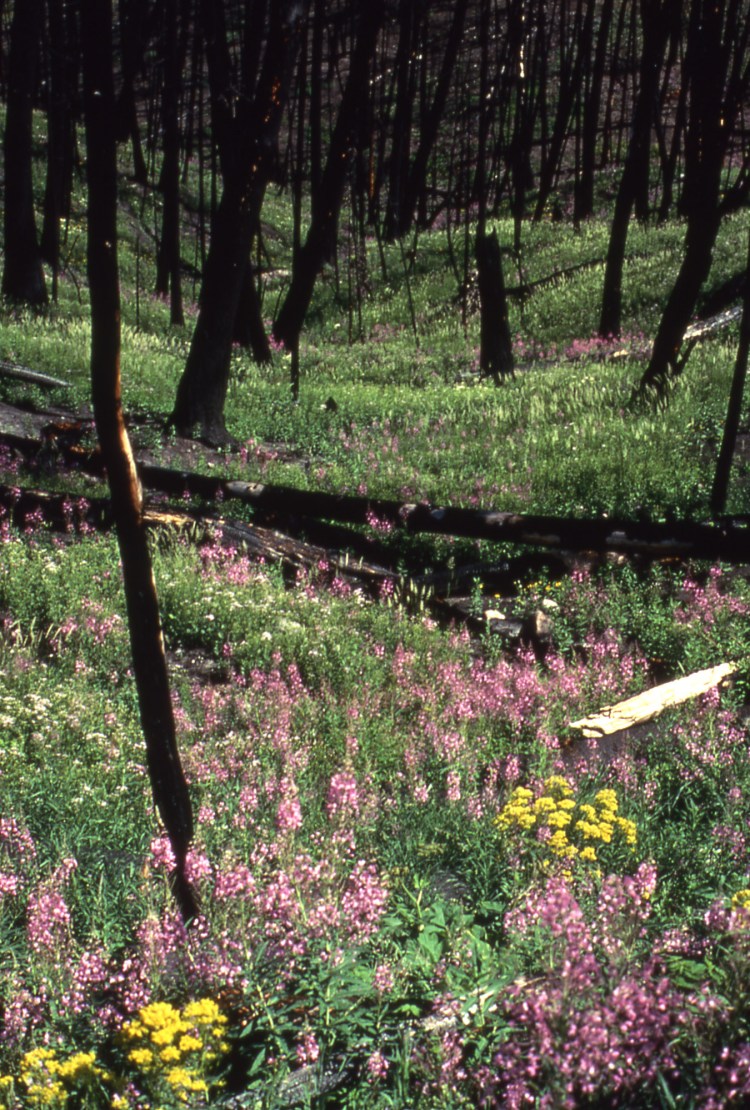 Flowers_Yellowstone_1989[1]